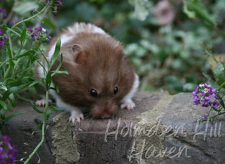 Raspberry- Chocolate Banded Longhaired